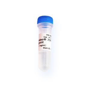 Lipofectamine™ 2000 Transfection Reagent